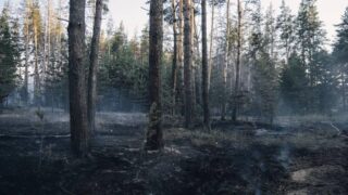 Пожар в Абайской области: что будут делать со сгоревшим лесом