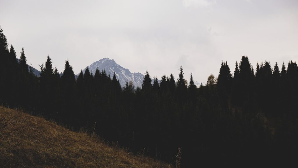 Фото: Dmitry Sumskoy / Unsplash
