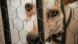 Рост цен на продукты питания приводит к массово брошенным домашним питомцам в Германии