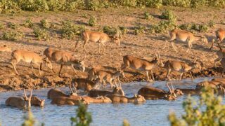 Сайгаков официально внесли в список животных, подлежащих регулированию в Казахстане