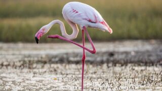 Съемка фламинго с дрона в Актау вызвала возмущение биологов