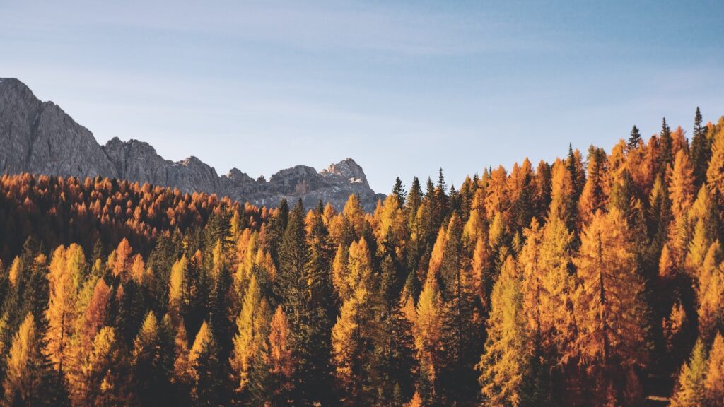 Фото: Federica Galli / Unsplash