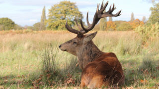 Убит редкий асканийский олень в Акмолинской области из-за использования «электропастуха»