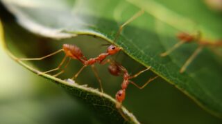 Ученые обнаружили паразит, превращающий муравьев в зомби