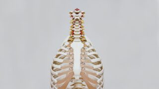 Ученые обнаружили способ снижения потери костной массы при старении