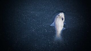 В Атырауской области экологи выясняют причину массовой гибели рыбы