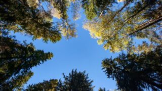 В Карагандинской области найдена мертвой потерявшаяся в лесу бабушка