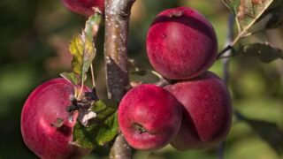 В Казахстане хотят запатентовать алматинский апорт как географический показатель