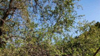 25 сентября в Астане, Алматы и Шымкенте ожидается ясная погода без осадков, сообщают синоптики