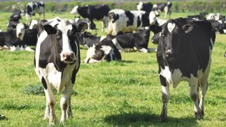 В СКО оборудованы «штрафстоянки» для скота