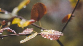 В среду в ряде регионов Казахстана ожидаются дожди и мокрый снег