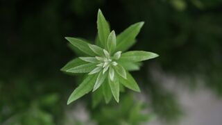 В Жамбылской области обнаружили посадки конопли с помощью беспилотника