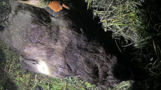 Задержан житель Усть-Каменогорска, застреливший медведя для собственного употребления