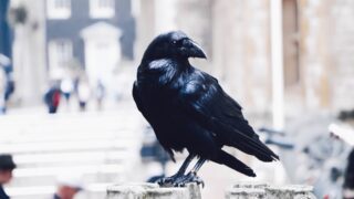 Загадочные ‘похороны’ ворон: как они реагируют на смерть сородича?