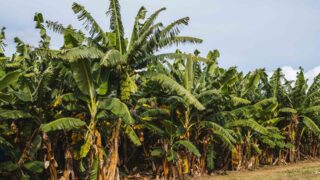 Борьба с лесными пожарами: ученые предлагают использовать банановые деревья