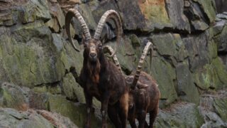 Численность Каратауских архаров в Казахстане выросла на 15%