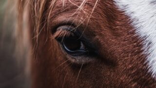 Казахстан теряет костанайскую породу лошадей со 138-летней историей – сенатор