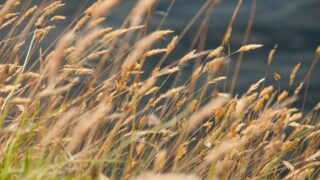 Котировки зерновых и сои на CBOT снижаются из-за погодных условий и мировой неопределенности