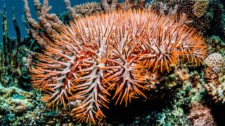 Молодые морские звезды — самая страшная угроза для кораллов вместе с глобальным потеплением