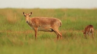 В Костанайской области проверили сообщения об отходах сайгаков
