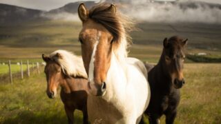 Планы по развитию «генетического кода» в коневодстве обсудили в Павлодарской области