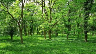 В Алматы ежедневно обрабатываются  деревья от вязовых клопов