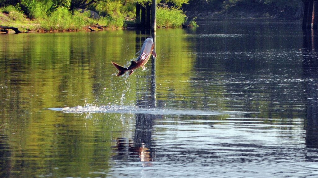 Фото: Flickr/Florida Fish and Wildlife.
