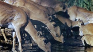 Решение об отстреле сайгаков приняли в Минэкологии Казахстана