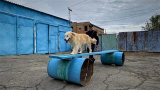 Сертификационные испытания в Кызылорде: участие приняли спасательные собаки