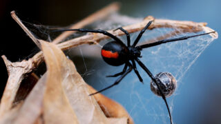 Сотни ядовитых пауков захватили японскую школу