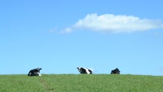 В Костанайской области строят шесть молочных ферм для развития животноводства