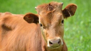 В поселке Топар выявлены трое заболевших сибирской язвы, еще два человека под наблюдением