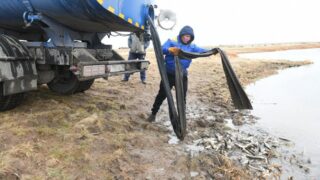 В реку Есиль в Астане выпустили 100 тысяч особей белого амура