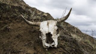 В Жамбылской области зафиксировали 19 случаев сибирской язвы