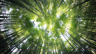 За 2023 год в Казахстане незаконно вырубили лес на 429 миллионов тенге