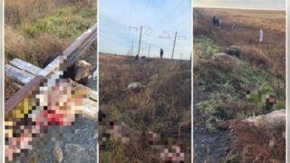 16 голов мелкого рогатого скота погибли под грузовым поездом в СКО