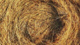 Дефицит сена: животноводы области Абай просят поддержки в борьбе с непогодой