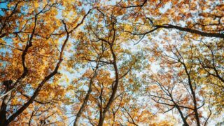 Двое мужчин незаконно вырубили около тысячи деревьев в Жетысу