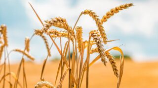 Фермеры Жамбылской области собрали богатый урожай картофеля и овощей