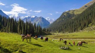 Кадастр животного мира Северного Тянь-Шаня будет доступен для широкой аудитории