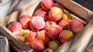 Казахстан начинает экспорт косточковых культур в Китай