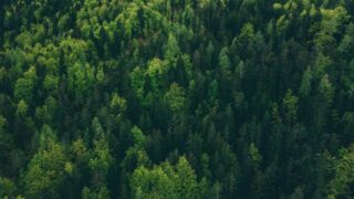 Обнаружены заготовки для поджога леса на территории «Семей Орманы»