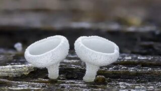 Открытие ученых: как гены превращают грибы в убийц