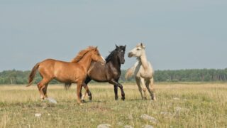 Полиция Актюбинской области три дня искала табун из 130 лошадей