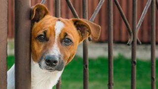 Терьер в горах США охранял тело хозяина в течение 10 недель