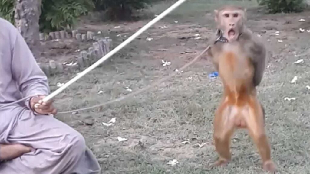 Фото: Applied Animal Behaviour Science (2023)
