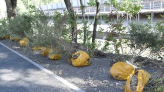 В Алматы будет посажено 170 тыс. саженцев вместо вырубленных 16 тыс. аварийных деревьев в 2023 году