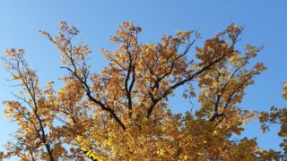 В Астане, Алматы и Шымкенте в понедельник не будет осдаков