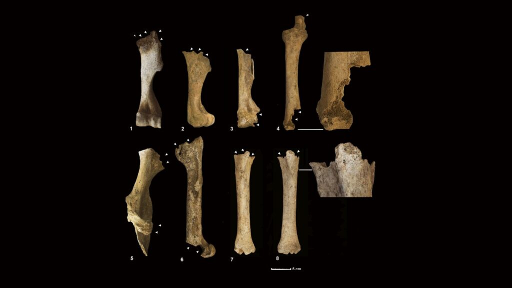 Фото: PLOS