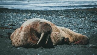 В Казахстане будет создан новый заповедник